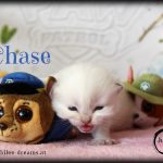 Chase