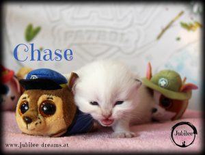 Chase